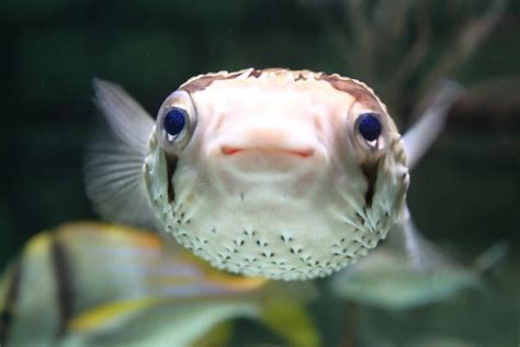 cute puffer fish animals beautiful cute animals fish friday