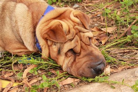 mini hippo dog  pictures care history facts hepper