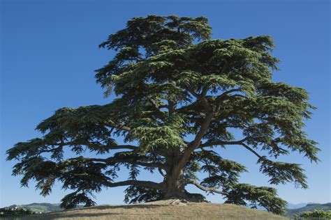 types  cedar trees  cedar tree varieties plantsnap