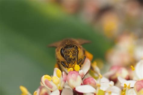 wilde bijen fotograferen de rooij fotografie