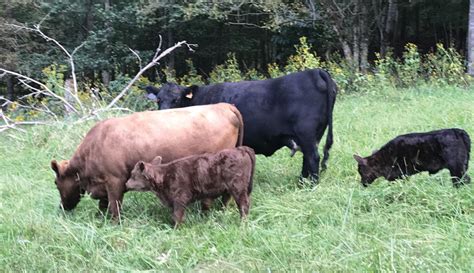 miniature cattle breeds  small farms hobby farms