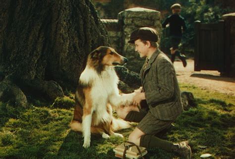 lassie come home 1943 directed by fred m wilcox moma