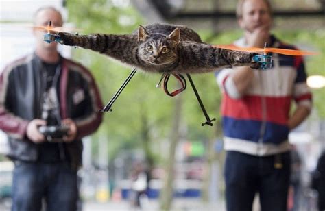 video dutch artist turns  dead cat   flying quadcopter