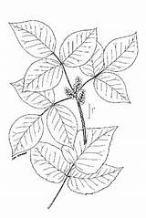 Ivy Poison Drawing Toxicodendron Radicans Vine Shrub Tall Feet Getdrawings sketch template