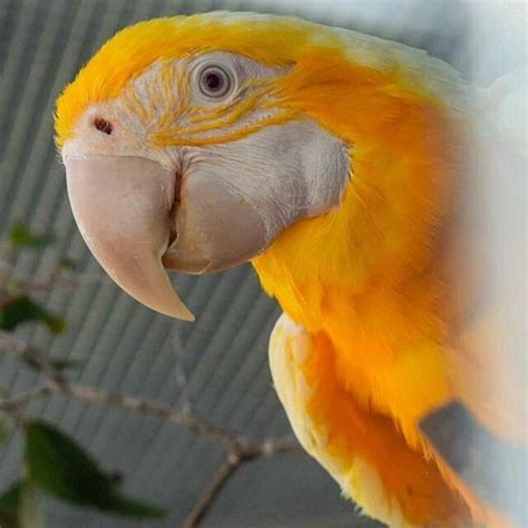 pin  birds parrots macaws guacamayas