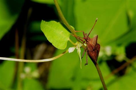 Free Picture Nature Green Leaf Insect Grass Arthropod