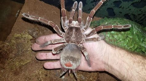 meet  fen goliath birdeater largest tarantula   world