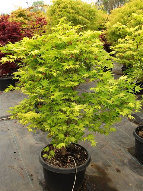 buy acer palmatum shigitatsu sawa specimen  conifer kingdom