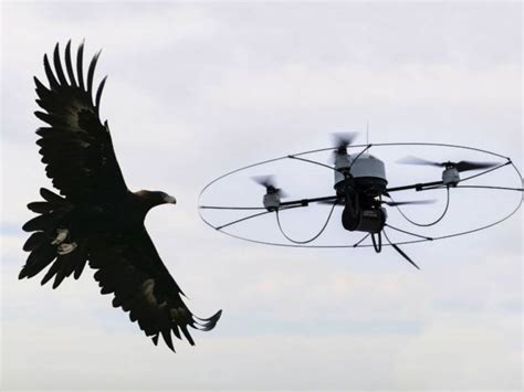 video eagles  trained    pesky drones