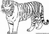 Tiger Roaring Getdrawings Drawing Coloring sketch template