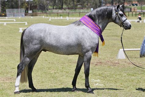 horse breed australian pony