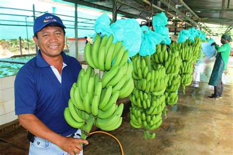 piura emprende produccion de banano alcanzaria las  mil toneladas