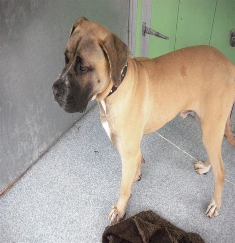 Taz 18 Month Old Male Great Dane Cross Mastiff Available