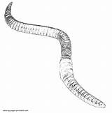 Coloring Pages Earthworm Realistic Worm Printable Worms Animal sketch template