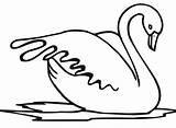 Swan Cigno Schwan Cigni Cisne Malvorlagen Acqua Stampare Bestcoloringpagesforkids Swans Wasservogel Tender Anatroccolo Brutto Kategorien Folded sketch template