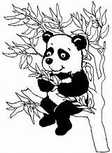 Coloring Panda Bamboo Eating Pages Leaves Baby Tree Print Choose Board Color Pandas Popular Cute sketch template