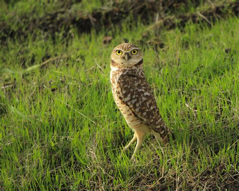 photo behold  beguiling burrowing owl