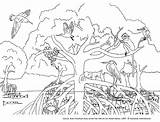 Coloring Ecosystem Pages Mangrove Colour Rainforest Para Kids Color Animal Colorear Habitat Animals Habitats Malaysia Singapore Dibujo Tropical Colouring Mangroves sketch template