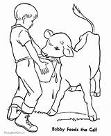 Calf Coloring Farm Pages Animal Printable Kids Feeding Chores Sheets Work Color Calves Ausmalbilder Drawing Print Cow Sheet Help Gif sketch template