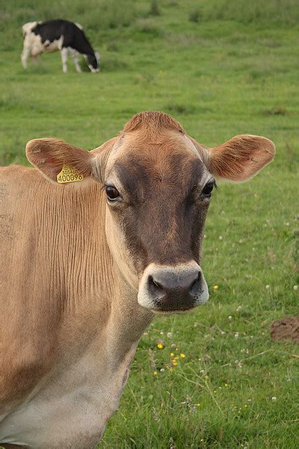 jersey cow the sun s still refusing to show itself but at … flickr