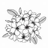 Plumeria Drawing Line Flower Clipartmag sketch template