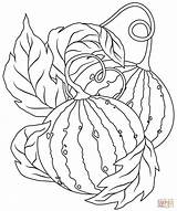 Watermelon Watermelons Supercoloring sketch template