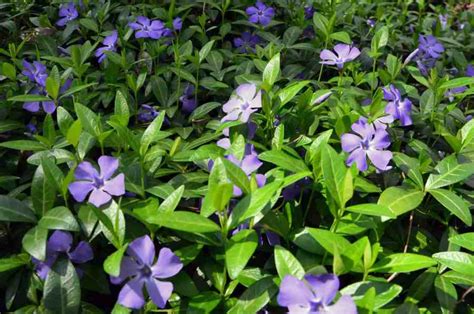 top  fast growing ground cover plants