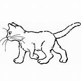 Colorier Gatti Kitten Disegnare Sorciere Stampare Chatons Fois Imprimé Populaire Azcoloriage Donna sketch template