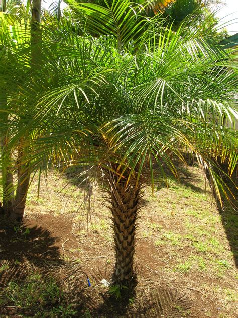 phoenix roebelenii pygmy date palm exotic rare palms semi plant