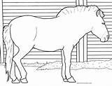 Przewalski Horse Zoo Coloring Pages Pony sketch template