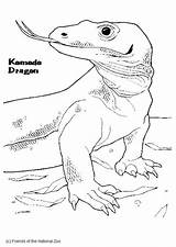 Komodo Dragon Coloring Pages Large sketch template