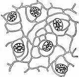 Stomata Polish Stoma Experiment Biologycorner sketch template