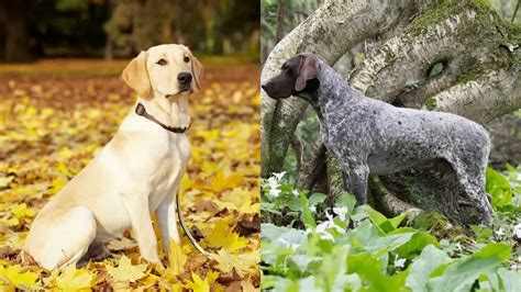 labrador german shorthaired mix     sought  breeds