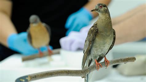 passenger pigeon  extinct  answer  lie