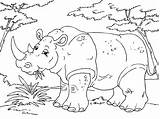 Rinoceronte Nashorn Neushoorn Rhinoceros Malvorlage Animali Afrique Feroci Ausmalbild Toupty Rhino Scarica Rhinocéros Kleurplaten Große Schulbilder Educima Educolor sketch template