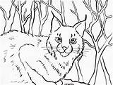 Bobcat Coloring Pages Lynx Printable Drawing Color Kids Getcolorings Today Getdrawings Samanthasbell sketch template
