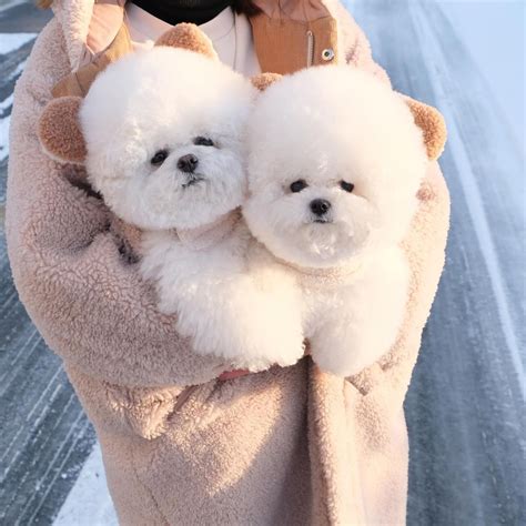 extremely fluffy animals     feel cozy