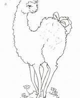 Llama Coloring Pages Cute Getcolorings Color sketch template