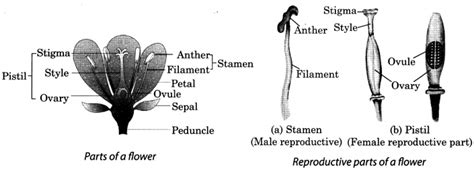 Reproduction In Plants Class 7 Notes Science Chapter 12