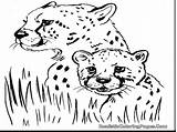 Cheetah Coloring Pages Realistic Cub Printable Animal Wild Adults Getcolorings Girls Real Cubs Getdrawings Library Clipart sketch template