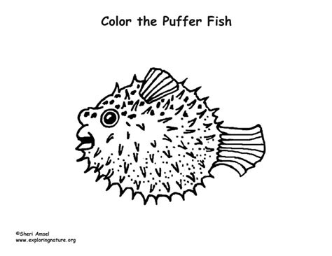 puffer fish coloring nature