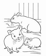 Hamsteri Kolorowanki Hamsters Colorat Cage Honkingdonkey Pet Family Preschool Russe Chomiki Topi Clopotel Coloringtop Topini Zwierzętami Popular Insertion Codes sketch template