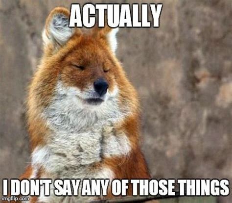 fox meme   bones funny funny animals funny pictures