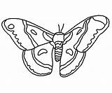 Coloring Moth Cecropia Kids Lines 400px 25kb sketch template