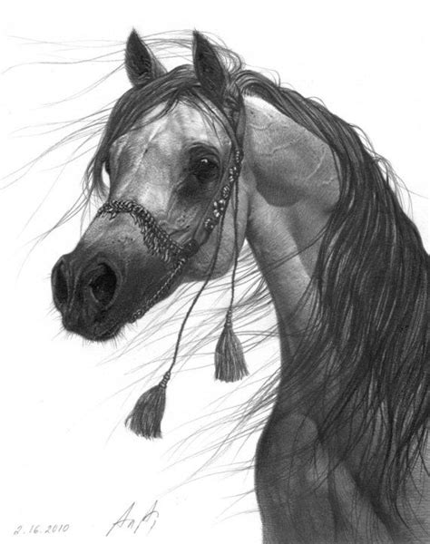 sketch  arabian horse   knew   artist  horses