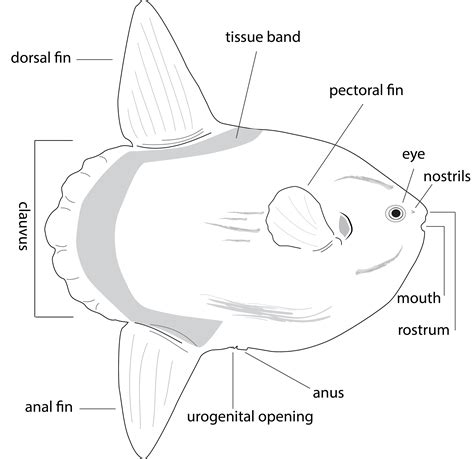 england basking shark ocean sunfish project ocean sunfish information