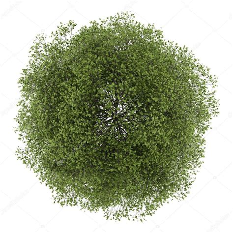 top view  small leaved lime tree isolated  white background stock