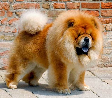lion  dog breed