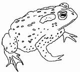 Coloring Frog Pages Frogs Coloringpages1001 sketch template