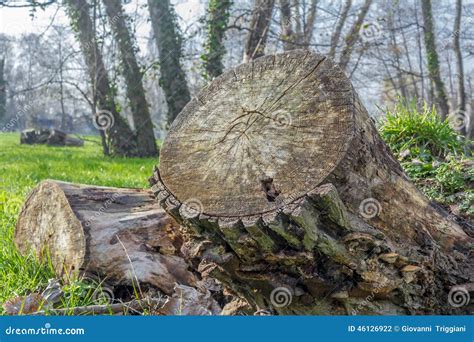 boomstomp boomstam  bos stock foto image  omringend